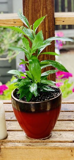 Live indoor Ardisia Humilis house plant in a ceramic pot—firm price
