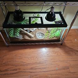 Leopard gecko terrarium set up  +2