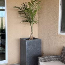 Outdoor Live Plants with Modern Tall Planters