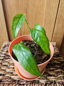 Epipremnun "Skeleton Key" (Orange pot-B)