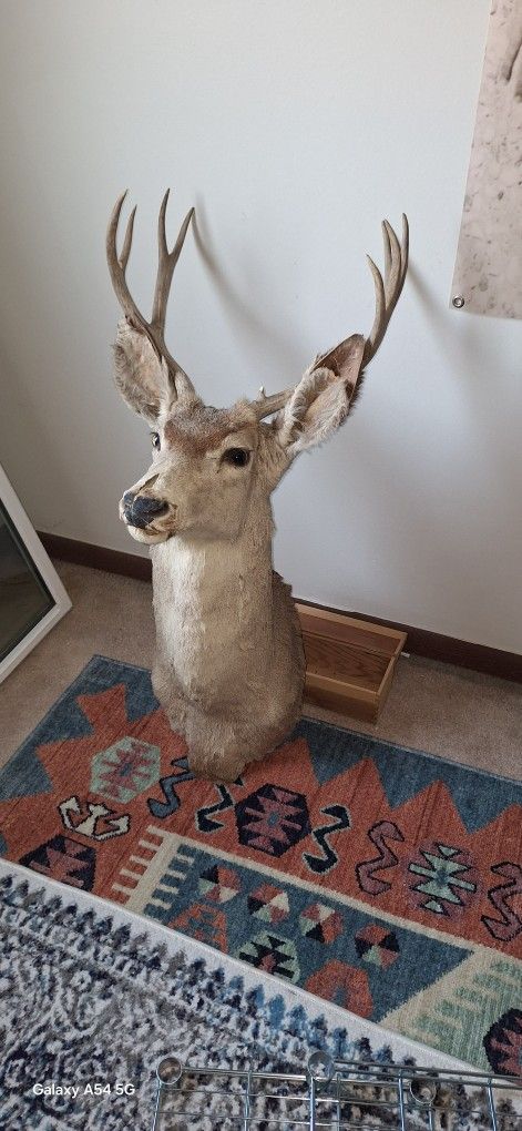 Elks Head With Mount Ready