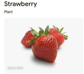 Strawberry Plants 🍓