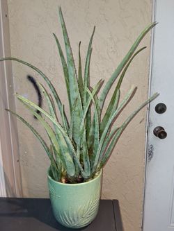 Xlarge Aloe Vera plants in seafoam green ceramic pot $20 FIRM