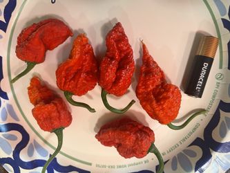 Superhot Peppers $2 Each Or $60/lb.