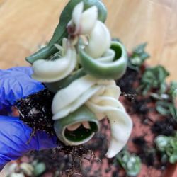 Rare Highly Variegated Hindu Rope Hoya 4” Pot