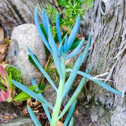 Blue Chalk Sticks Succulents 💙🌿