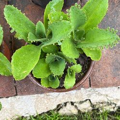 Kalanchoe Live Succulent Plants