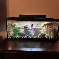 20 gal Aquarium with Decorative Filters,LED,Rocks,Plants