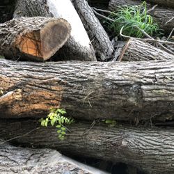 Black Walnut logs And slabs 