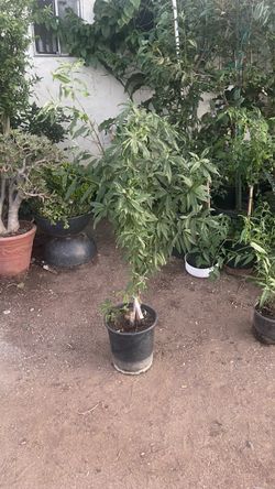 Duran o dulce. Peach plant