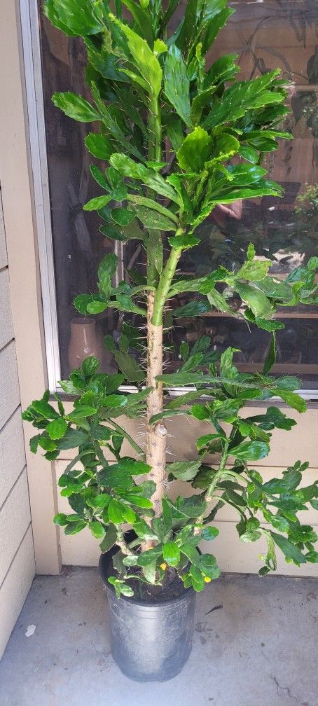 Brasiliopuntia 5 Feet Tall Cactus Nopal Tree. Rare