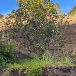 Free lime Tree- Must Uproot 