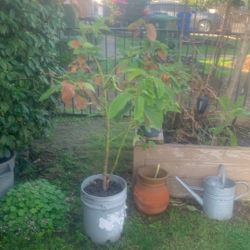 5 Ft Avacado. Needs Planted. 