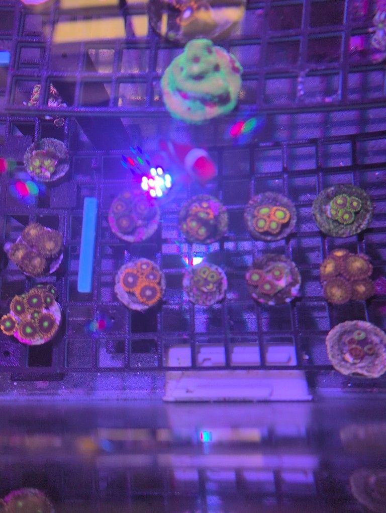 Zoa's