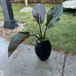 Houseplant Royo Congo Philodendron 