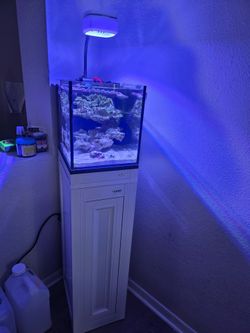 Innovative marine 10gallon