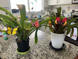 Plants