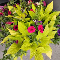 Beautiful Potted Flowers