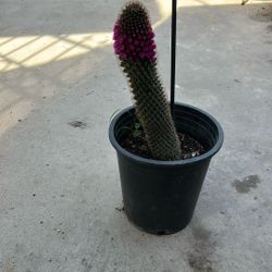 Cactus Plant