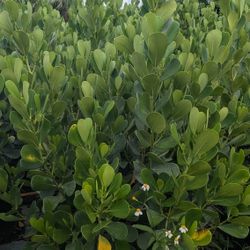 Clusias About 6 Feet Tall Instant Privacy Hedge For Fence