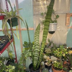 Snake 🐍 Plants 🪴 