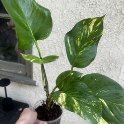 Hawaiian Pothos 