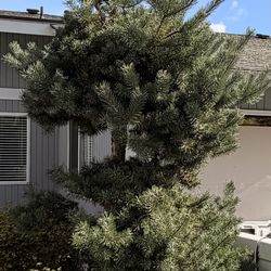 Dwarf Alberta Spruce