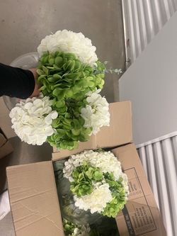 2 Green and white hydrangeas