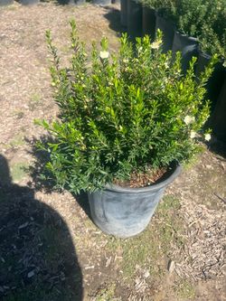 Myrtle Compacta 5gallon