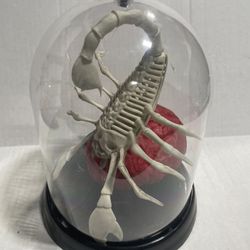 Fake Brain And A Scorpion In Display Case Halloween Decoration  
