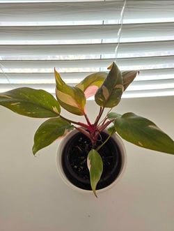 Philodendron pink princess plant