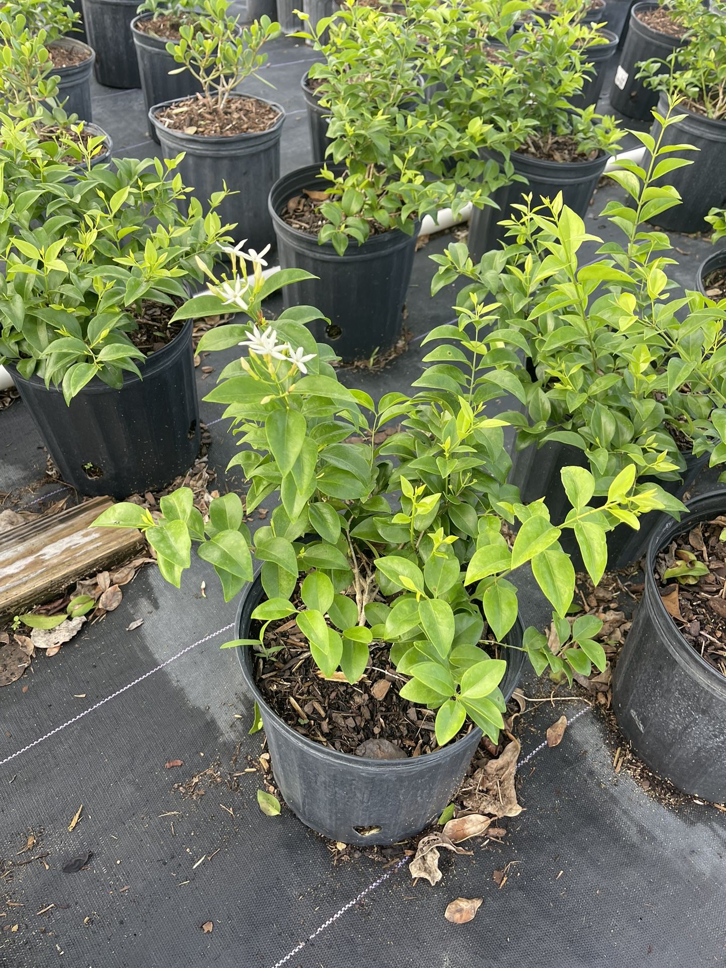 Wax Jasmine