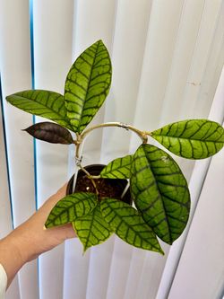 Hoya Calistrophylla mother plant