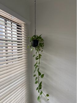 Hanging Planter with Plants (set of 2)