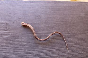 Taxidermy rat tail 