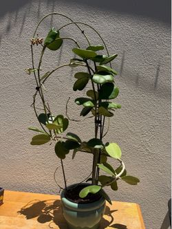 Giant Hoya Kerii mature plant, blooming now, w/ ceramic pot