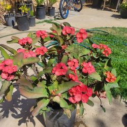 Corona De Cristo Plant