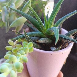 Plants 