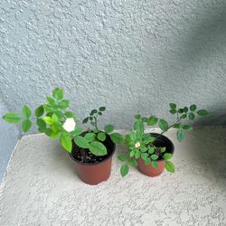White Mini rose Plant $3 Each 
