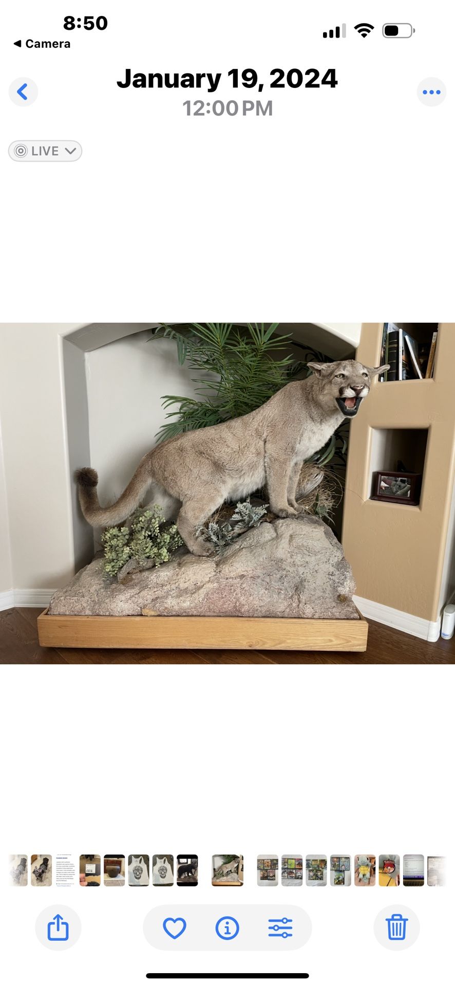 Mountain Lion