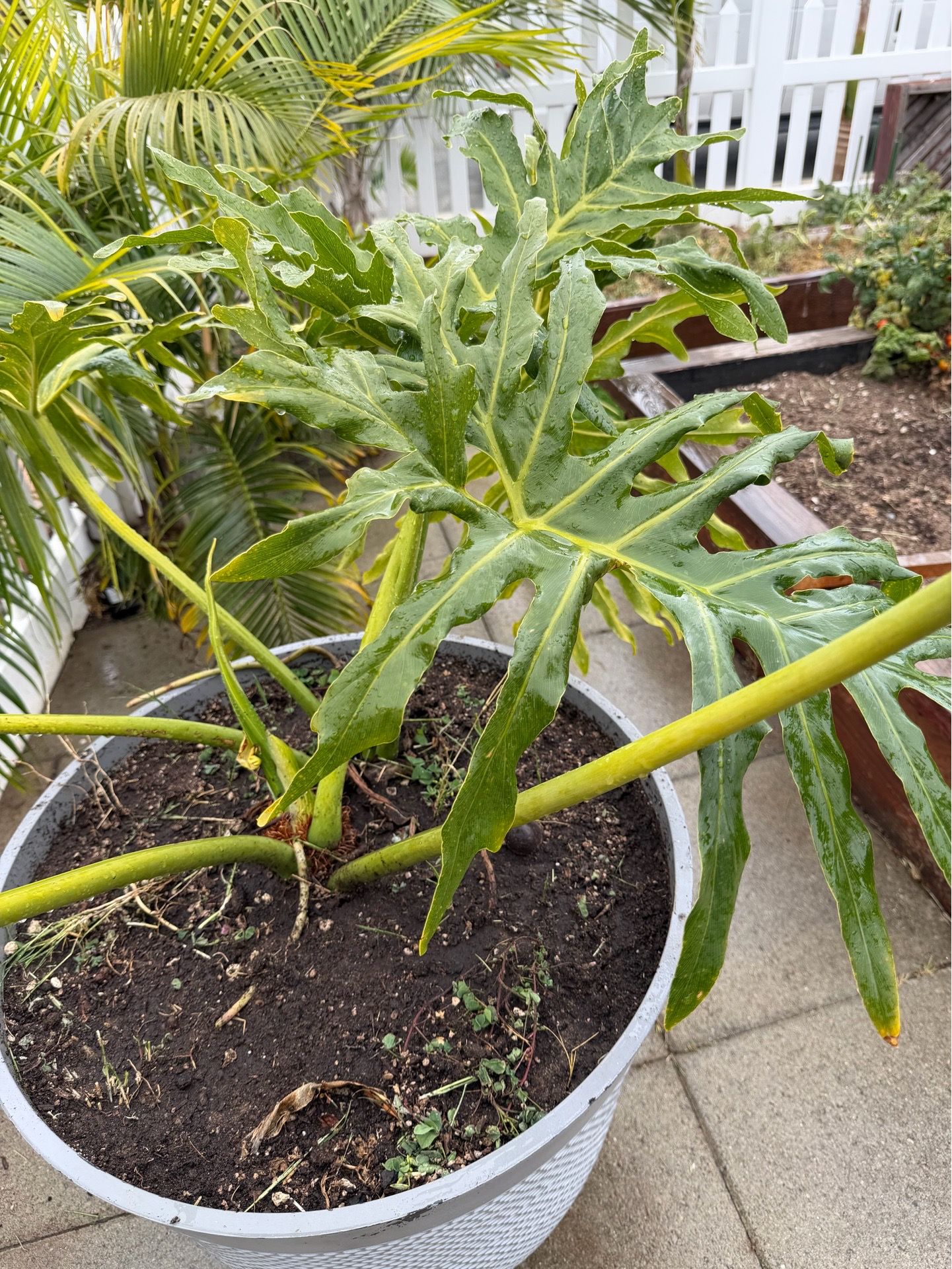 Tree philodendron plant with pot