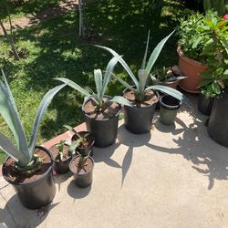 Blue Agave Cactus