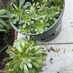 Huge Succulents 