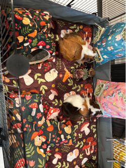 Free Guinea Pigs