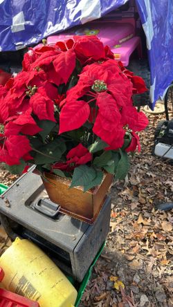 Poinsettia In Pot
