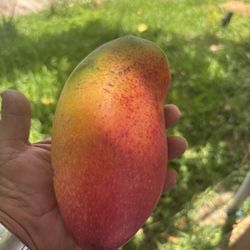 Fruit 