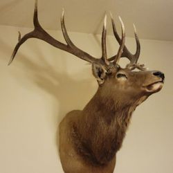 Elk Head Trophy