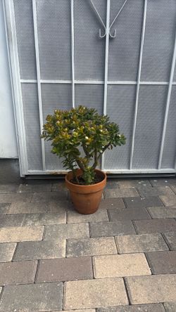 Large Jade Plant