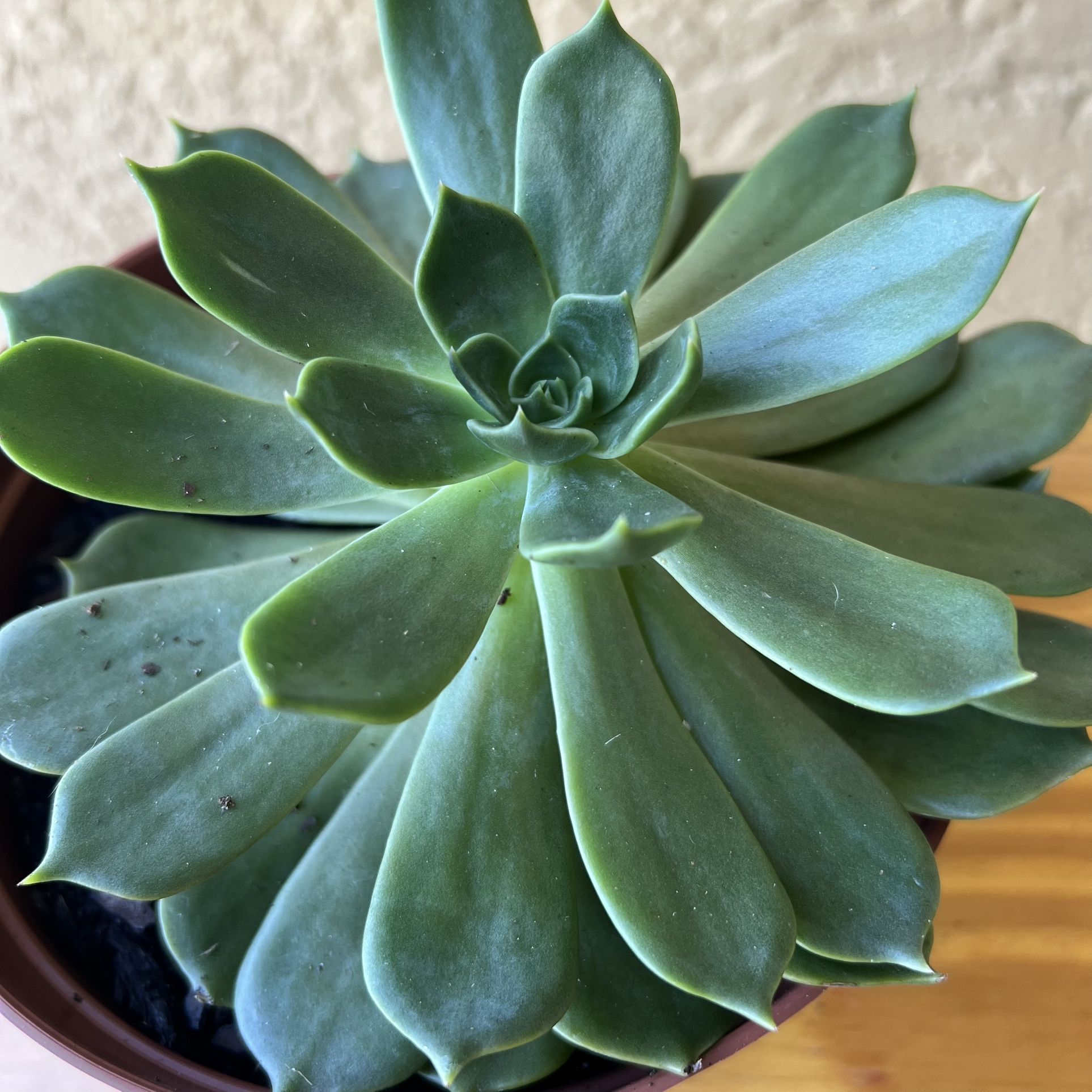 Big Succulent Plant 🪴