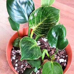 Philodendron Brikin Variegated Indoor Live Houseplants With 4 Inch Plastic pot  . 2 Small  Plants In Pot